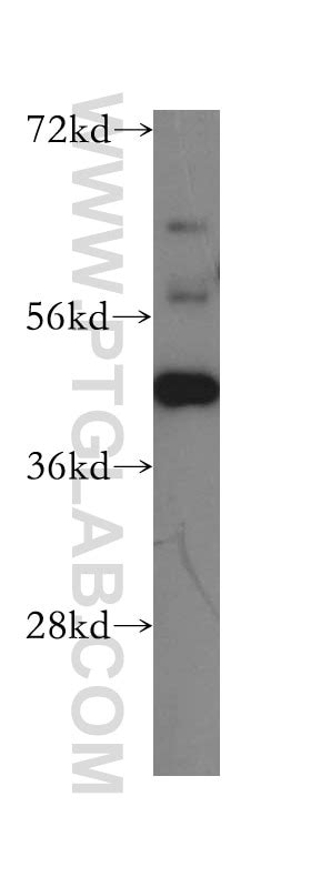 USF2 antibody (16614-1-AP) | Proteintech