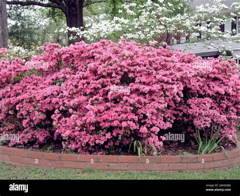 Azalea coral bells hi-res stock photography and images - Alamy