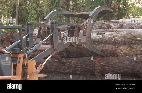 Image result for Logging Amazon Rainforest