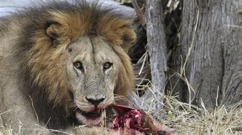 Bob Junior: Celebrity Lion Dubbed the ‘King of the Serengeti’ Killed