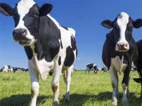 “Mooving” ahead with sustainably sourced milk - General Mills