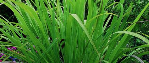 Gingergrass Essential oil Uses