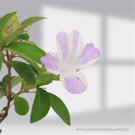 Barleria Cristata : Perfect Lavender Stipped Design – Santhi Online Plants