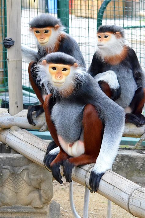 ZooLex Image - Animal portrait