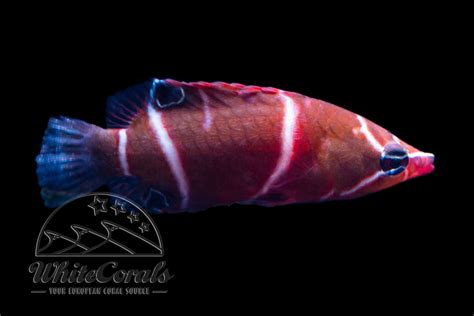 Wetmorella albofasciata - White Banded Possum Wrasse - buy online