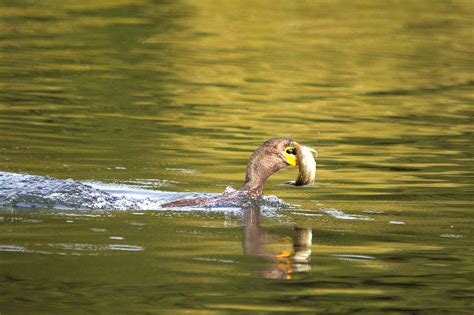 Image result for How to Catch Diving Fish