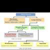 Plot the concept map of clarification of plant tissue and animals ...