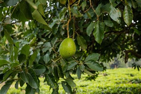 Image result for Small Avocado Tree