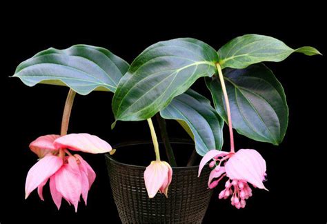 7 plantas tropicales perfectas para decorar o cultivar en el salón o la ...