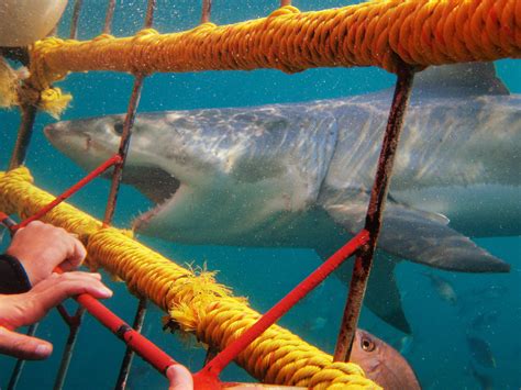 South Africa Shark Diving – Great White Shark Cage South Africa – PWVX
