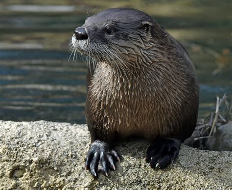 Digital Membership Cards - Detroit Zoo