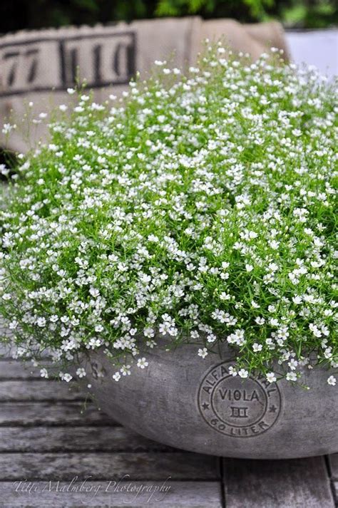 Image result for Runaway Bride Hortensie