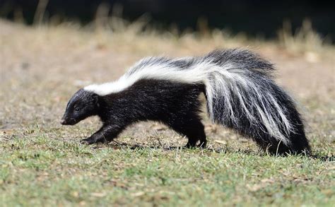 3 Types of Skunks in California (With Pictures and Identification)