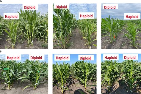 Are Plants Haploid Or Diploid: The Key Differences Explained
