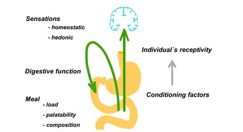 Beyond digestive function - Gut Microbiota for Health