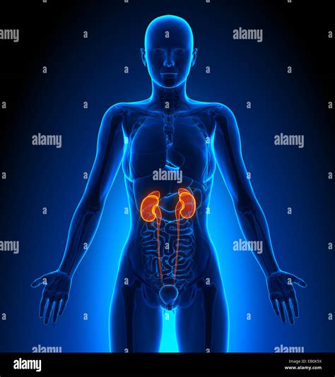 Kidneys Location In Women