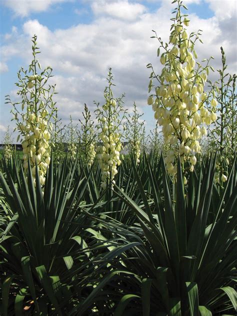 SOFT LEAF YUCCA - Backbone Valley Nursery
