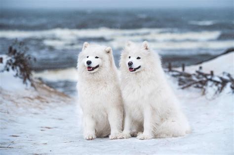 How Much Does a Samoyed Cost? (2026 Updated)
