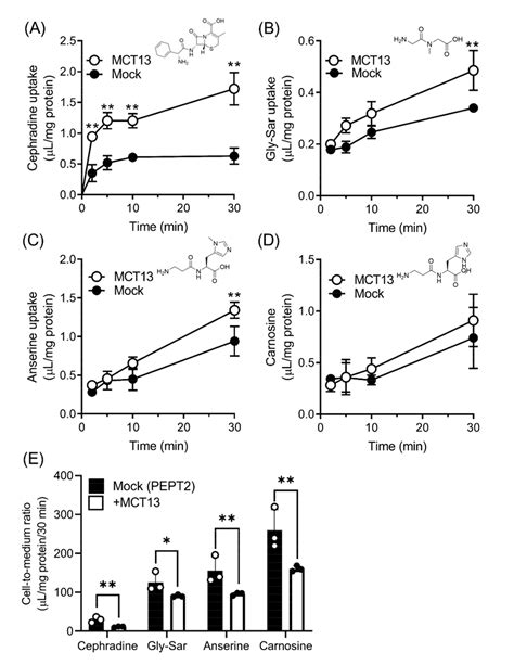 Monocarboxylate Transporter 13 (MCT13/SLC16A13) Functions as a Novel ...