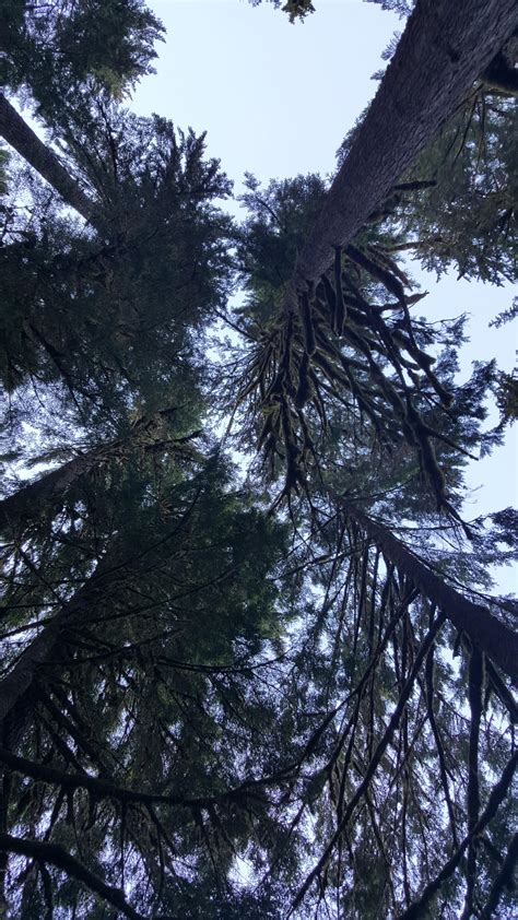 Swift Creek Campground in Mount Baker-Snoqualmie National Forest ...