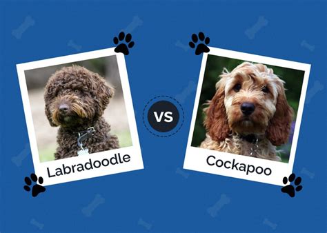 Image result for Cockapoo vs Labradoodle