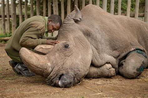 What I learned documenting the last male northern white rhino’s death | National Geographic