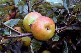 Image result for Pixie Apple Tree