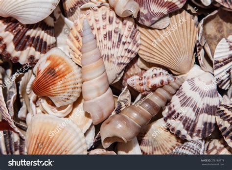 Image result for Shells Length