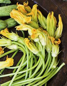 come cuocere i fiori di zucca i fiori di zucca come pulirli e cucinarli come cuocere i fiori di zucca i fiori di zucca come pulirli e cucinarli