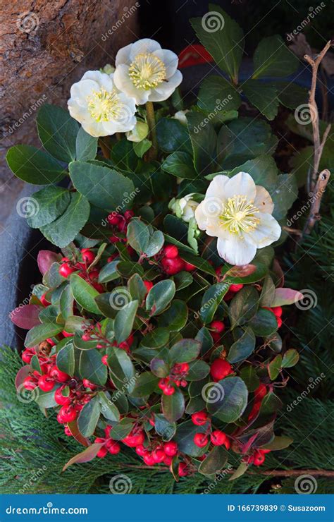 Decorative Winter Flowers and Plants in a Pot, Helleborus and ...