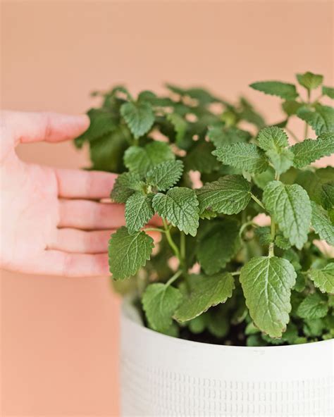 Here's How to Grow Lemon Balm Indoors | Apartment Therapy