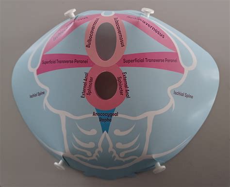 Female pelvic floor model – Pelvic Health Academy