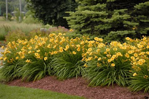 Perennials – Cottage Farms Direct