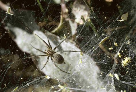 Image result for Extinct Insects