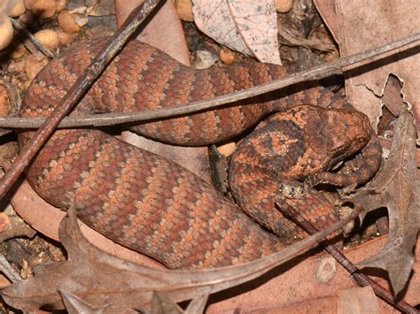 La guerra y la disolución de las convenciones | Meer