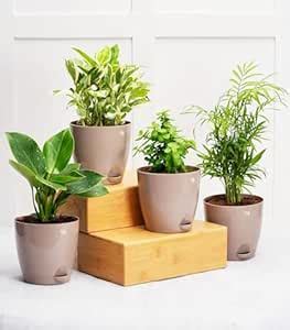 Nurturing Green® Combo of 4 Easy to Care Plants for Home- Parlor Palm ...