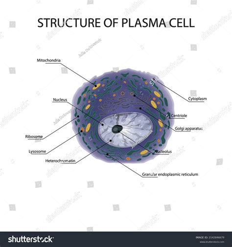 Plasma Cell Structure 的图像结果