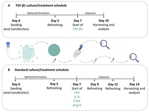 The Role of CTGF in Liver Fibrosis Induced in 3D Human Liver Spheroids