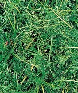 VibeX Roman Chamomile Seed Price in India - Buy VibeX Roman Chamomile ...