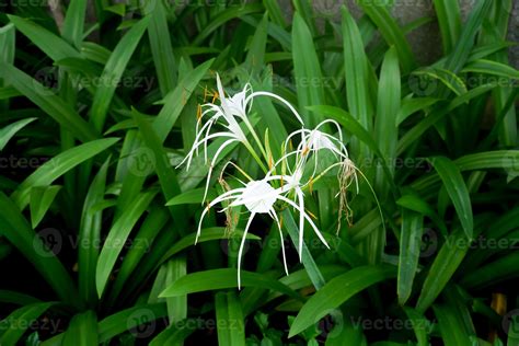 spider lily white flower 9545111 Stock Photo at Vecteezy