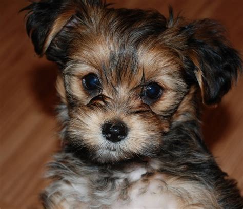 Yorkie And Shih Tzu Mix