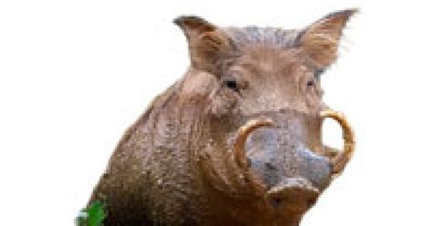 शूकर दन्त ताबीज के लाभ || Shukar Dant Tabiz Ke Labh