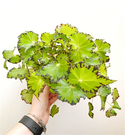 Begonia Rex 'Jive' - Kekke Stekkies