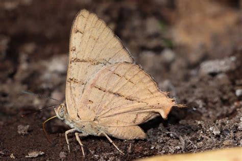 Cigaritis abnormis | Butterfly
