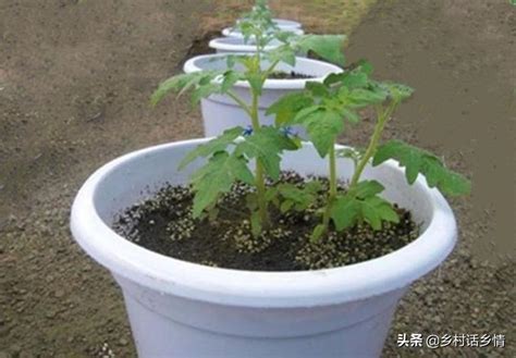 南方种植蔬菜的具体时间，每个月份适合种植哪些蔬菜 - 农敢网