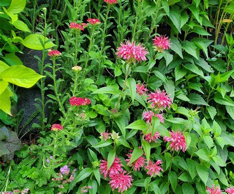 University of Cincinnati Living Wall Installation — Urban Blooms