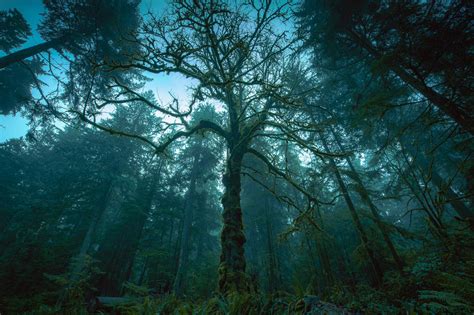 Point Defiance - Outer Five-Mile Drive photo spot, Tacoma