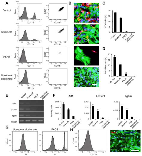 Image result for Flow Cytometry of Microglia Videotutorial