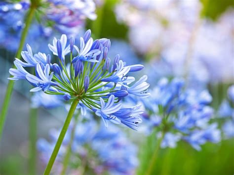 Agapanthus Flowers: Tips For Growing Agapanthus Plants | Gardening Know How