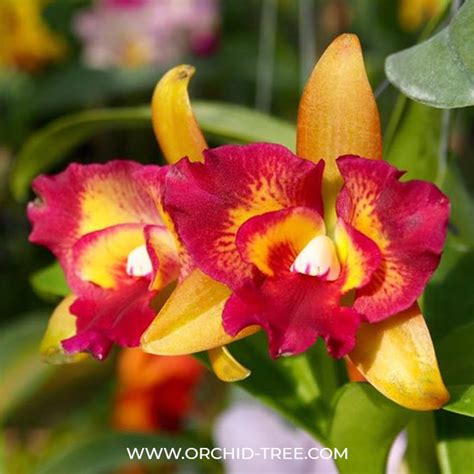 Buy Cattleya Orchids Online India | Cattleya Orchid | Orchid-tree ...
